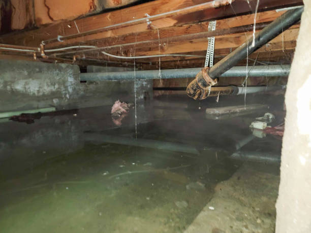 Best Water damage restoration process  in Mount Vernon, AL